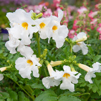 Bakker - 4 Terreurs des taupes blanches et roses - Incarvillea delavayi