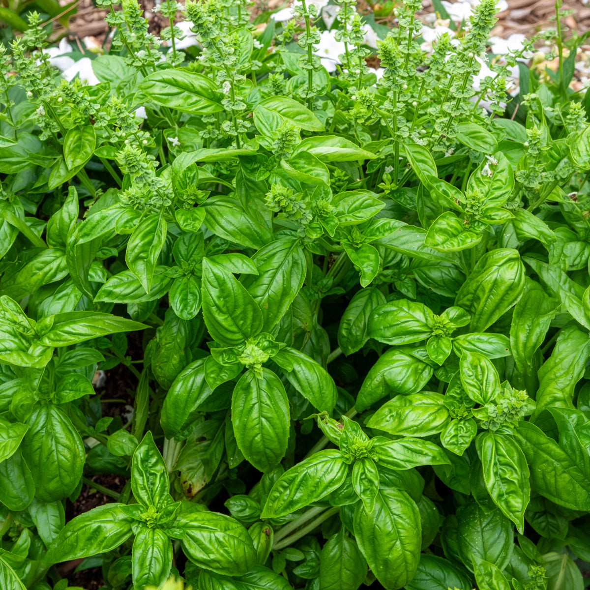 Ocimum basilicum genovese - Basilic amélioration de Genovese Bio - Herbes biologiques