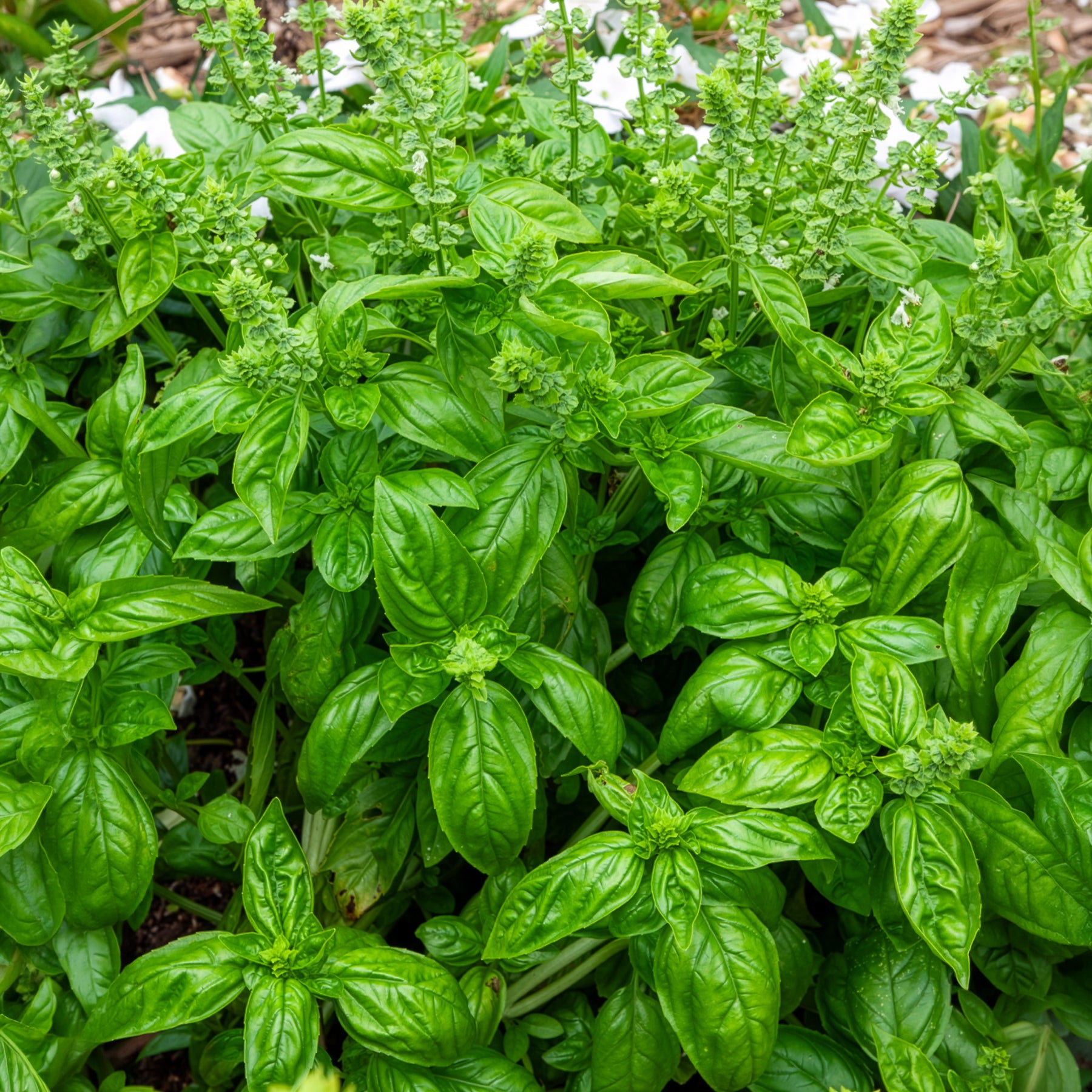 Ocimum basilicum genovese - Basilic amélioration de Genovese Bio - Herbes biologiques