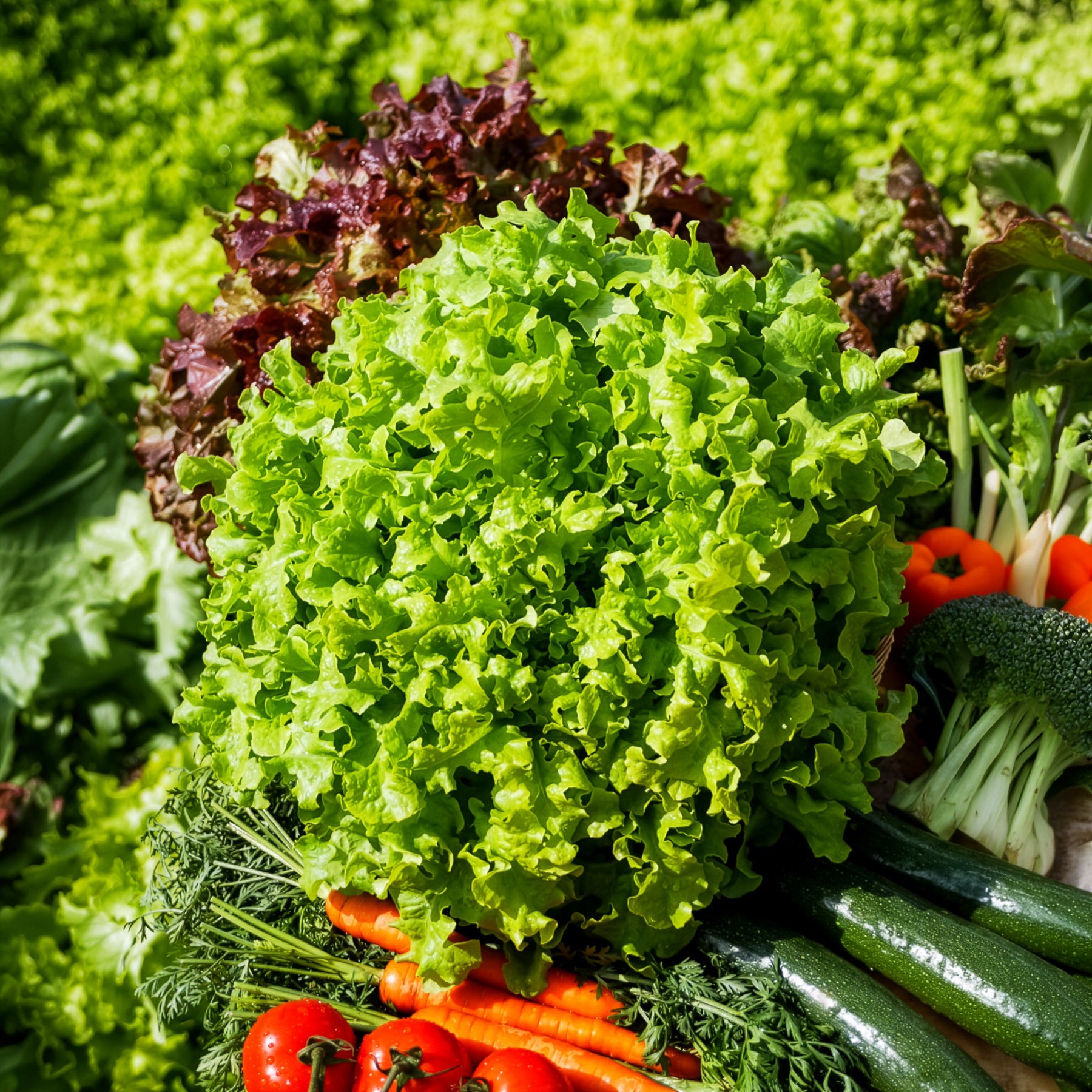 Graines de salades - Laitue à couper 'Salad Bowl' - Lactuca salad bowl verte