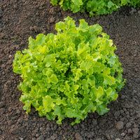 Lactuca salad bowl verte - Laitue à couper 'Salad Bowl' - Graines de salades