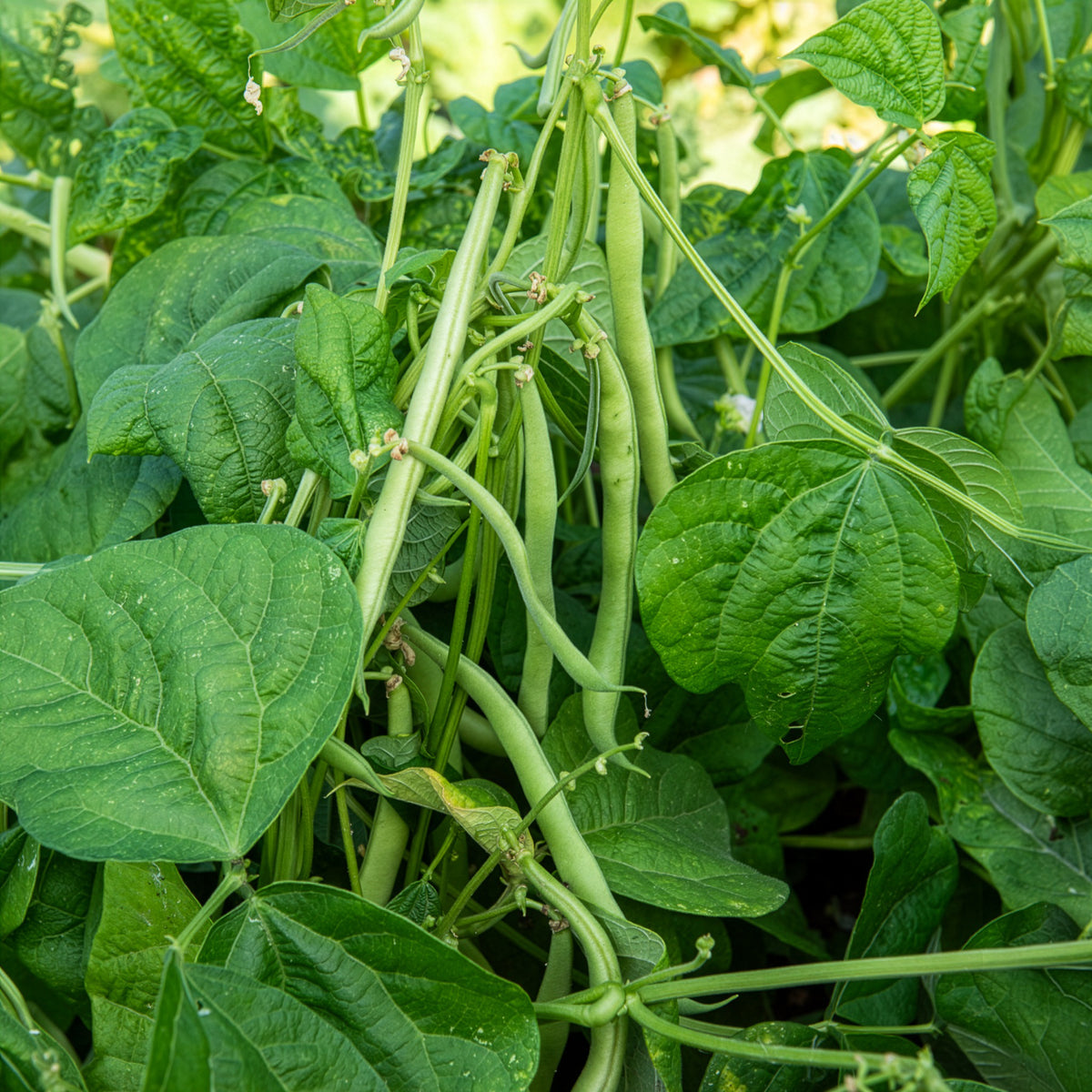 Haricot nain mangetout Maxi - Phaseolus vulgaris maxi - Bakker