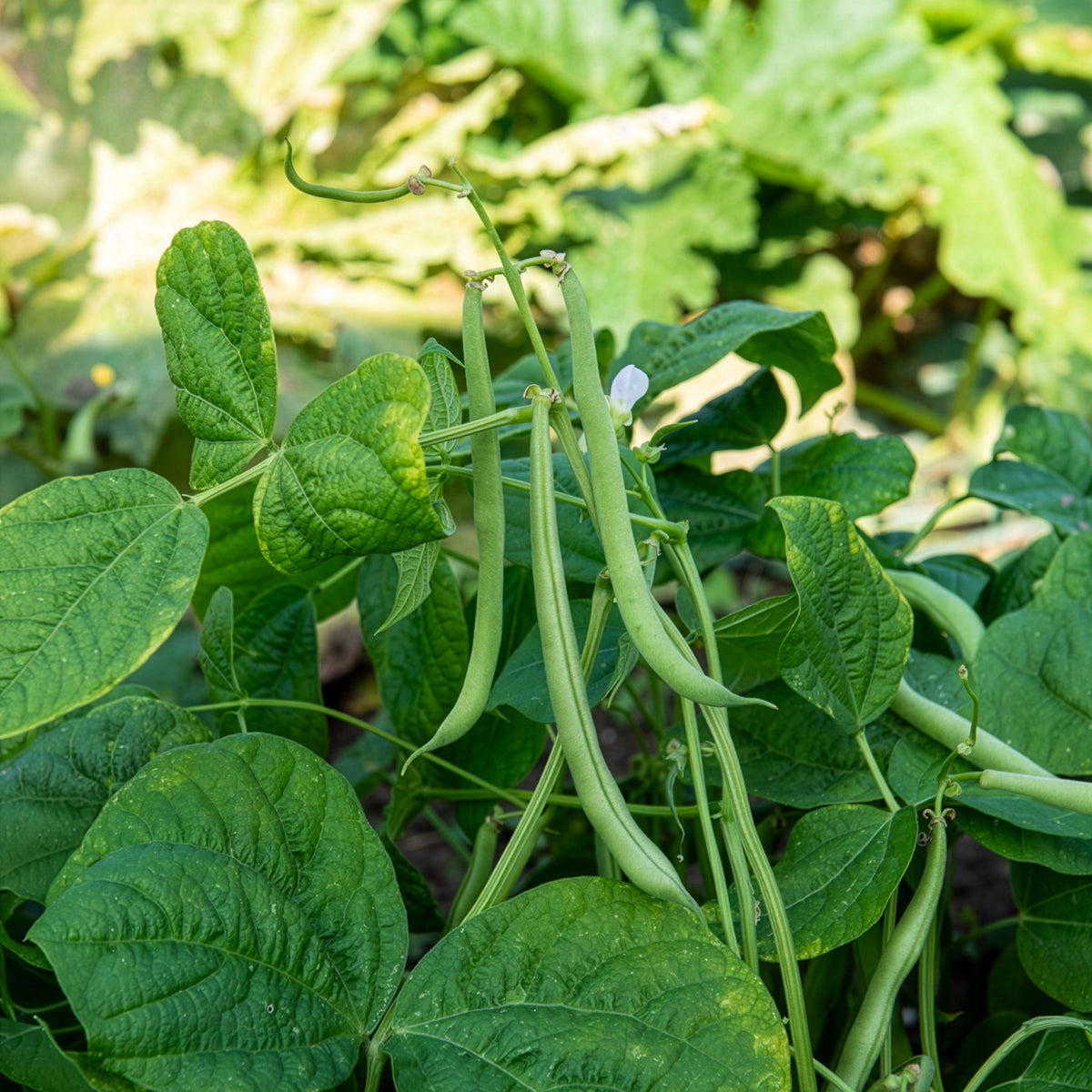 Haricot nain mangetout Maxi - Bakker