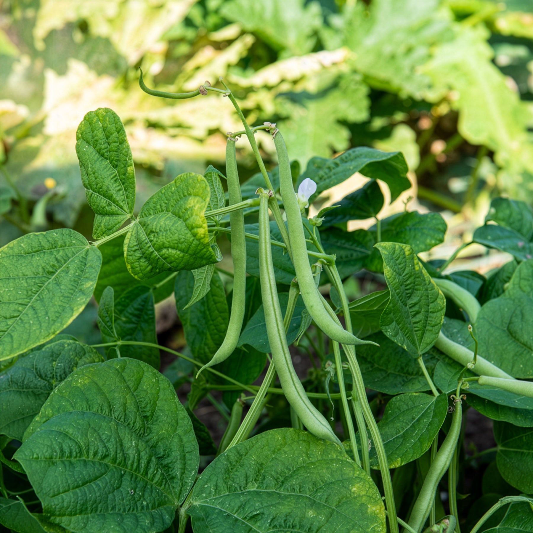Haricot nain mangetout Maxi - Bakker