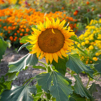 Graines de fleurs annuelles - Tournesol nain 'Sunspot' - Helianthus annuus Sunspot