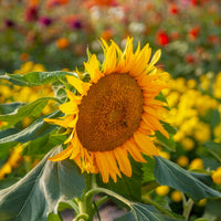 Helianthus annuus Sunspot - Tournesol nain 'Sunspot' - Graines de fleurs annuelles