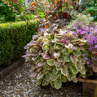 Bugle - Bugle rampante Burgundy Glow - Ajuga reptans Burgundy Glow