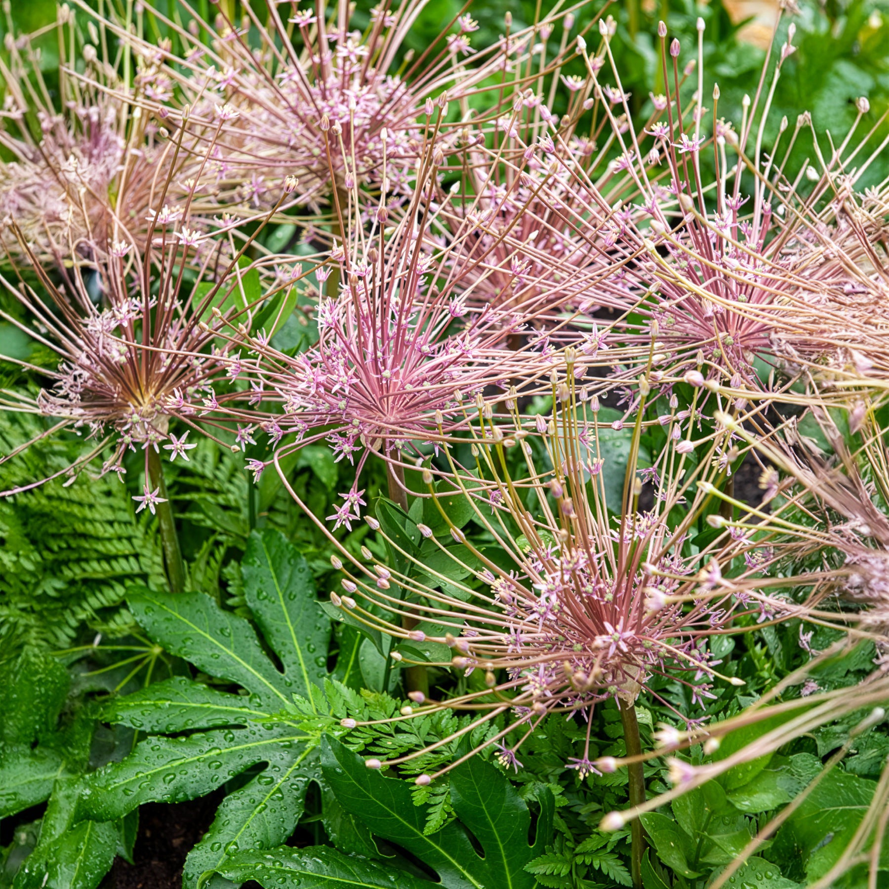 5 Alliums Schubertii - Allium schubertii - Bakker