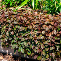 Bugle rampante Atropurpurea - Ajuga reptans Atropurpurea - Bakker