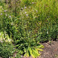 Succisa pratensis - 3 Succises des prés - Plantes vivaces