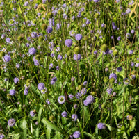 3 Succises des prés - Succisa pratensis - Bakker