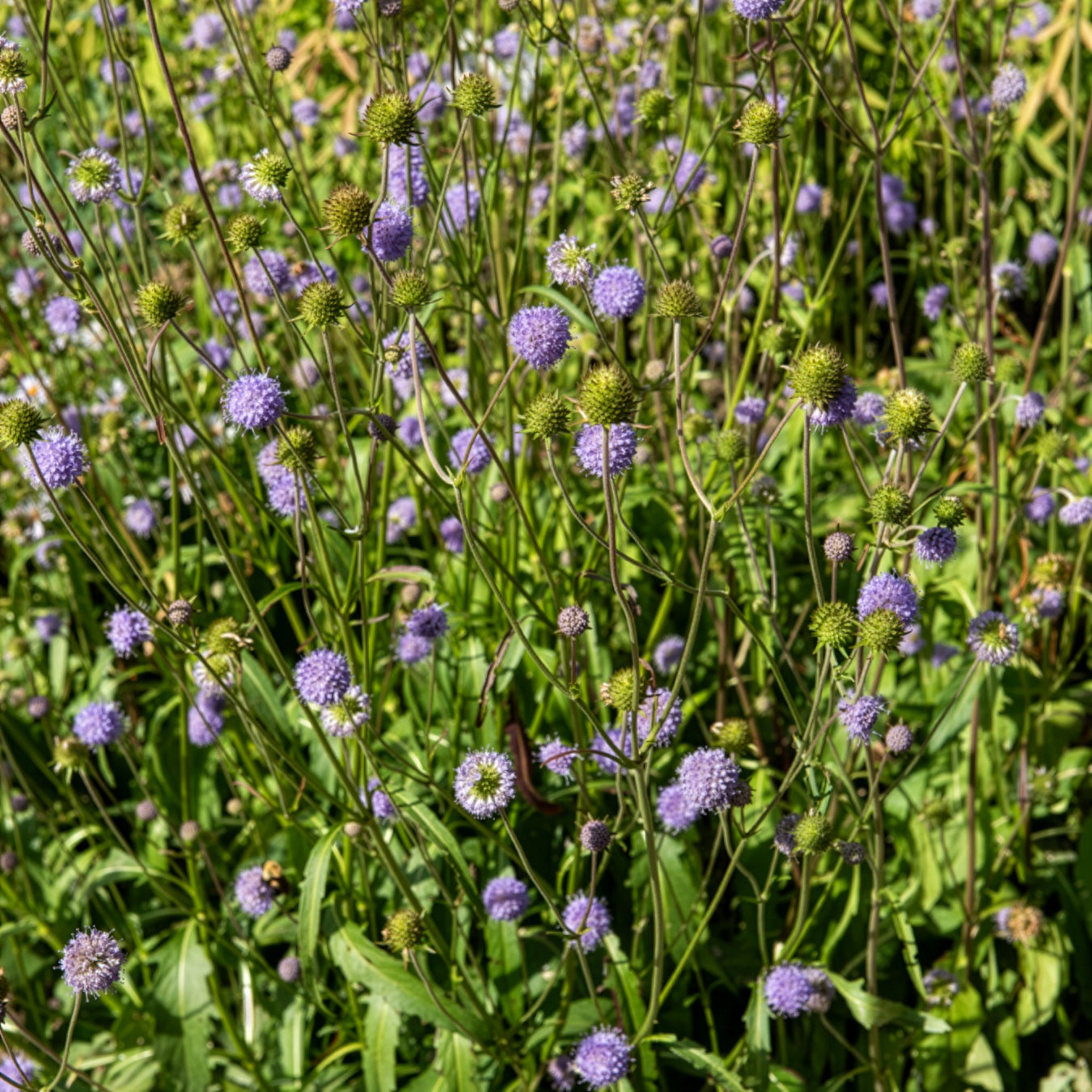 3 Succises des prés - Succisa pratensis - Bakker