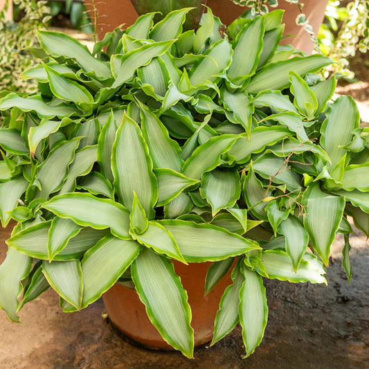 Murdannia 'Bright Star' - Bakker