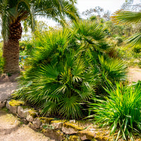 Palmiers - Palmier nain de Méditerranée - Chamaerops humilis