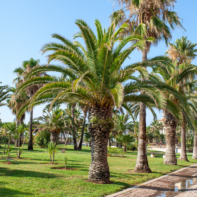 Palmiers - Palmier des Canaries - Phoenix canariensis