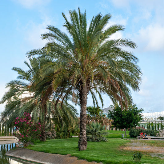 Palmier des Canaries - Bakker