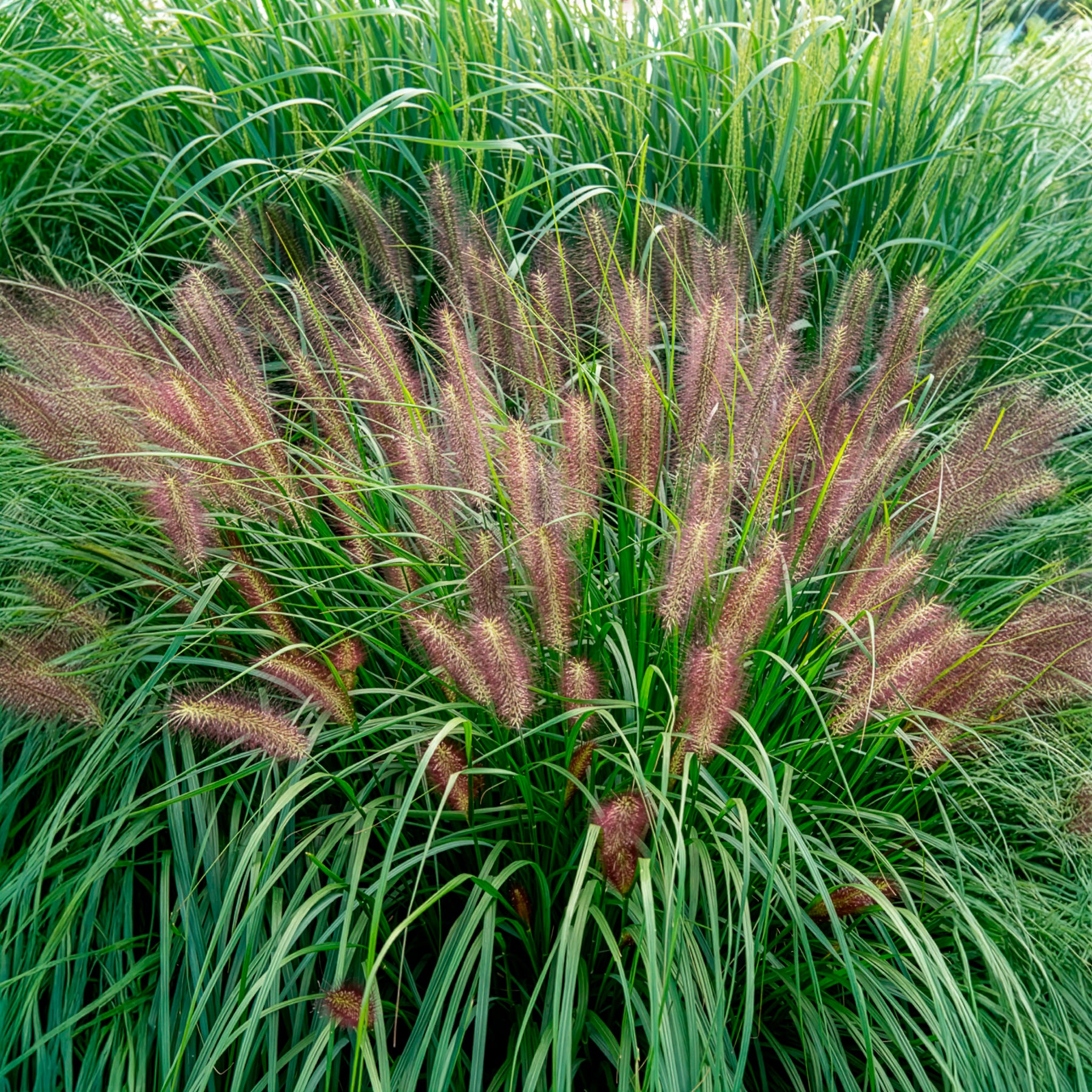 Pennisetum - Pennisetum 'Red Head' - Pennisetum alopecuroides red head