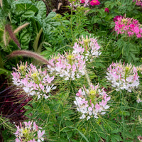 Cleome spinosa rose beauty - Cléome épineux Rose Beauty - Cleome - Cléome