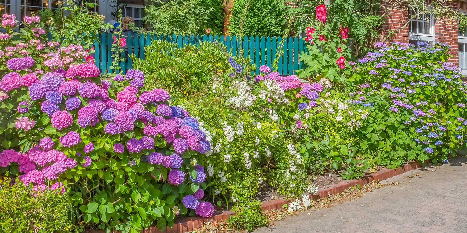 Un été fleuri: 1 plante achetée, la 2e à -30%