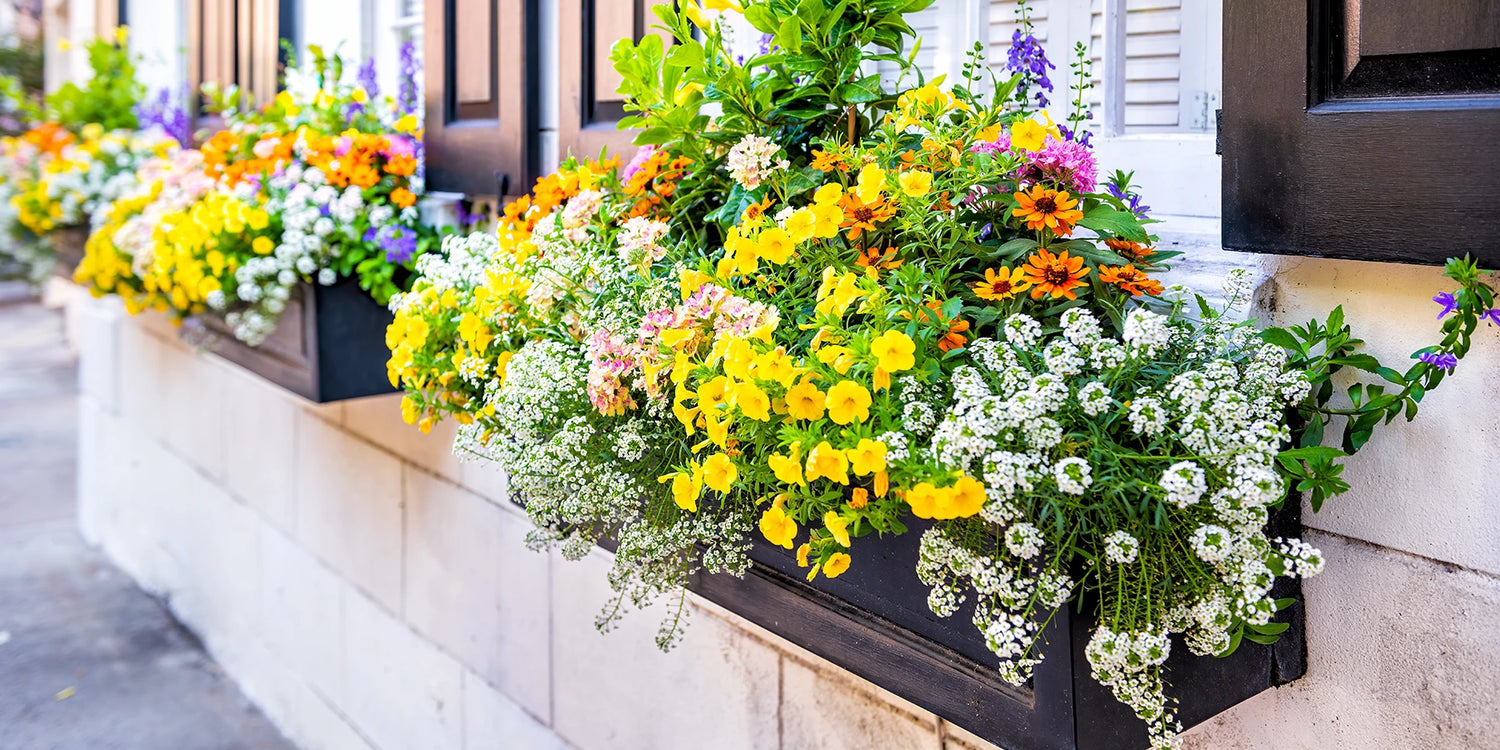 Jusqu'à -30% sur les plantes en pot !