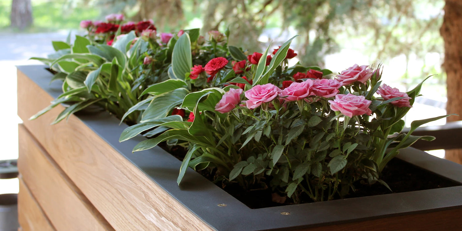 -10% sur les rosiers en pot