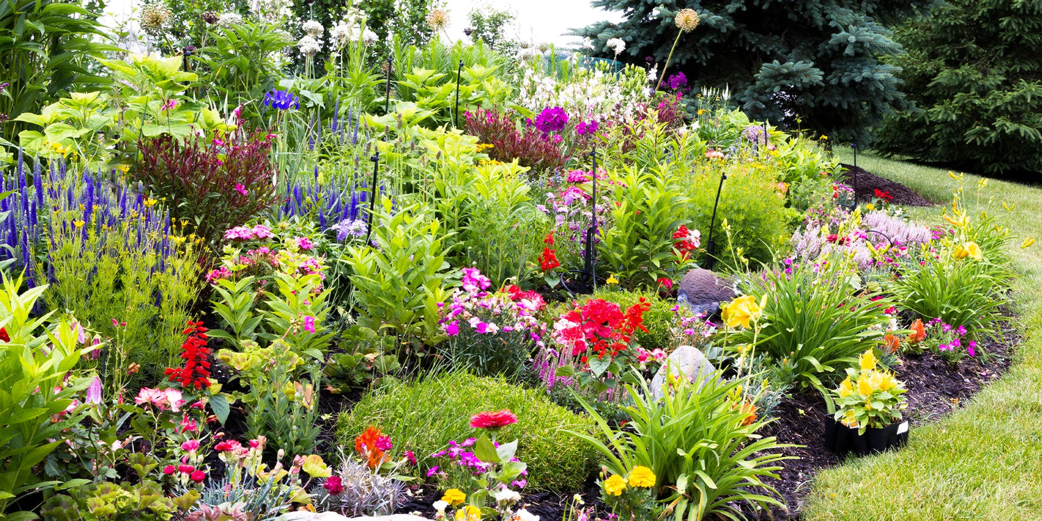 5 plantes vivaces pour 30€ !