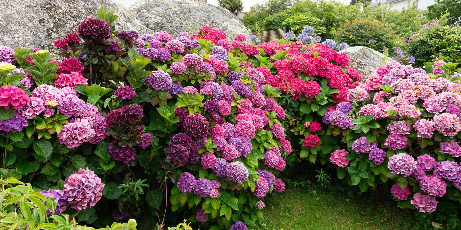 Jusqu'à -25% sur les hortensias !