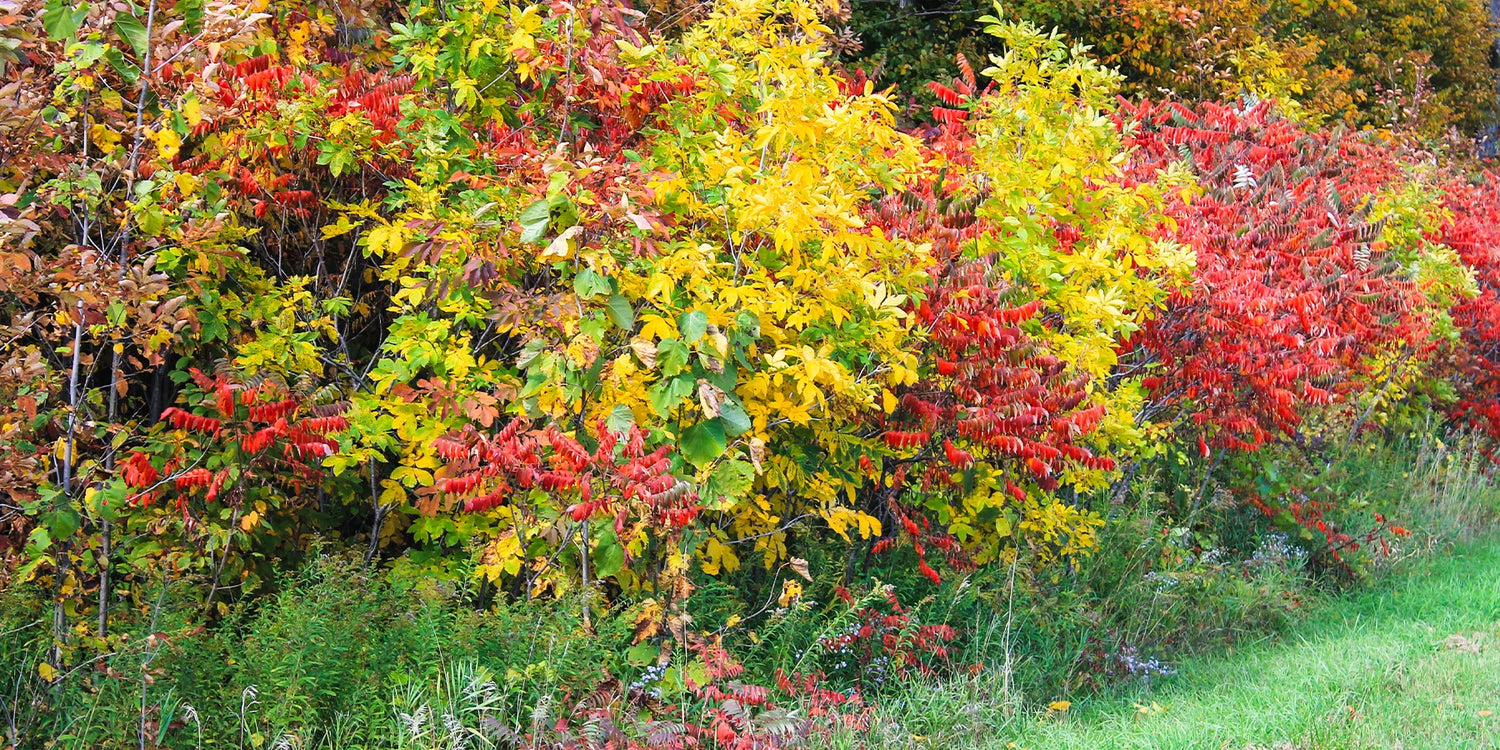 Jusqu'à -25% sur les arbustes à feuillage colorés