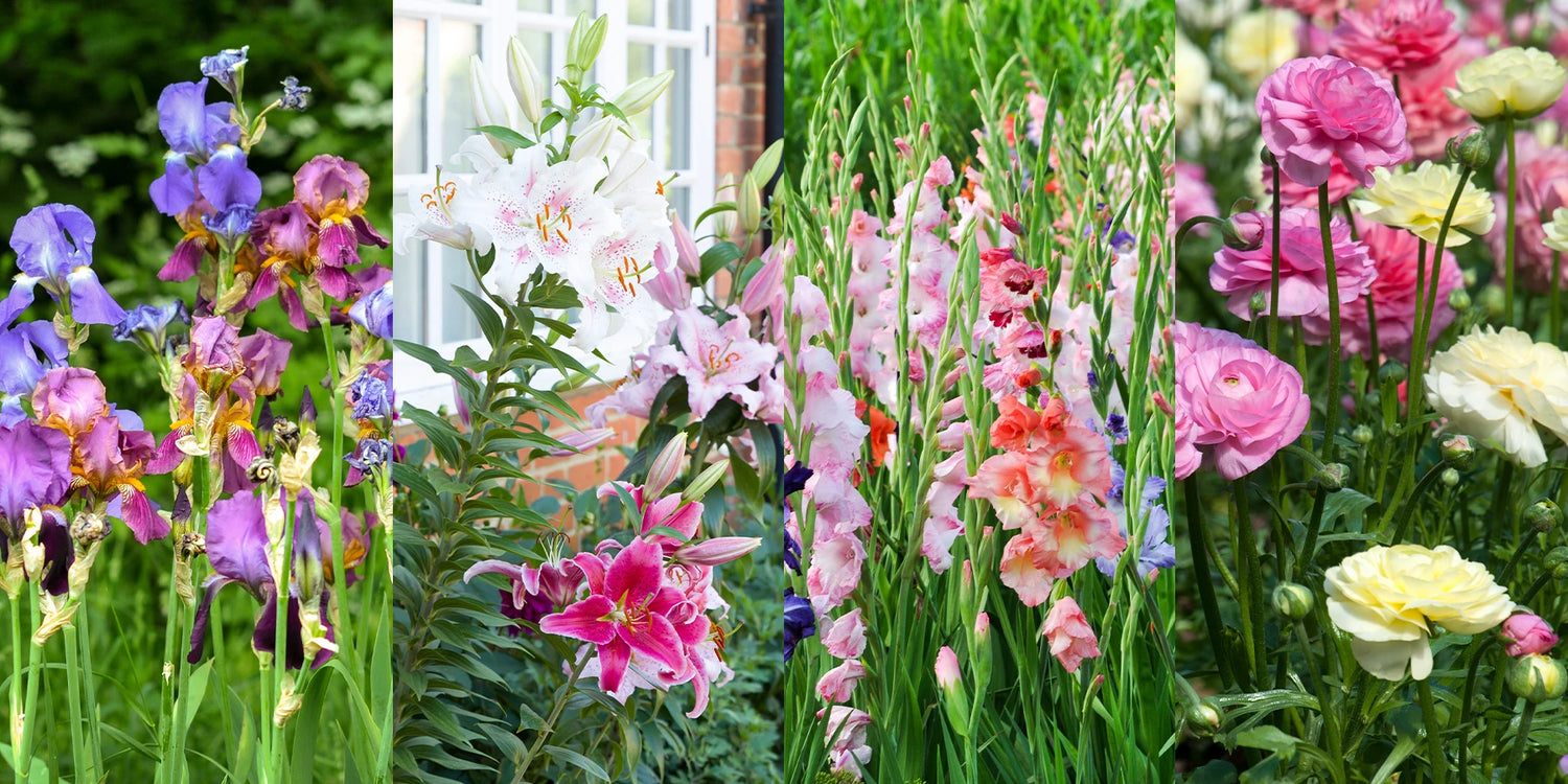 Jusqu'à -60% sur les bulbes à fleurs