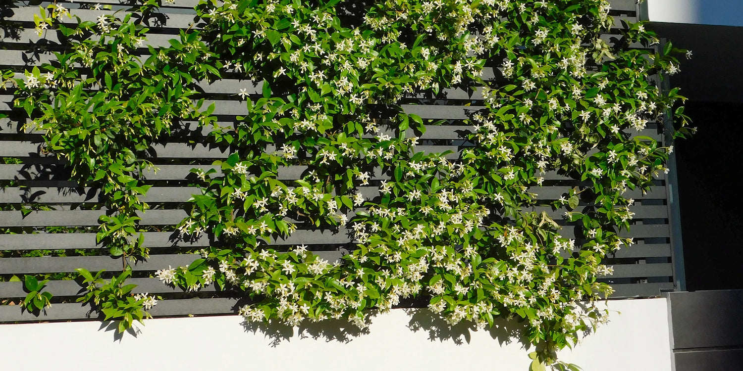 Focus sur le Jasmin !