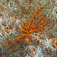 Vente Argousier - Hippophae rhamnoides