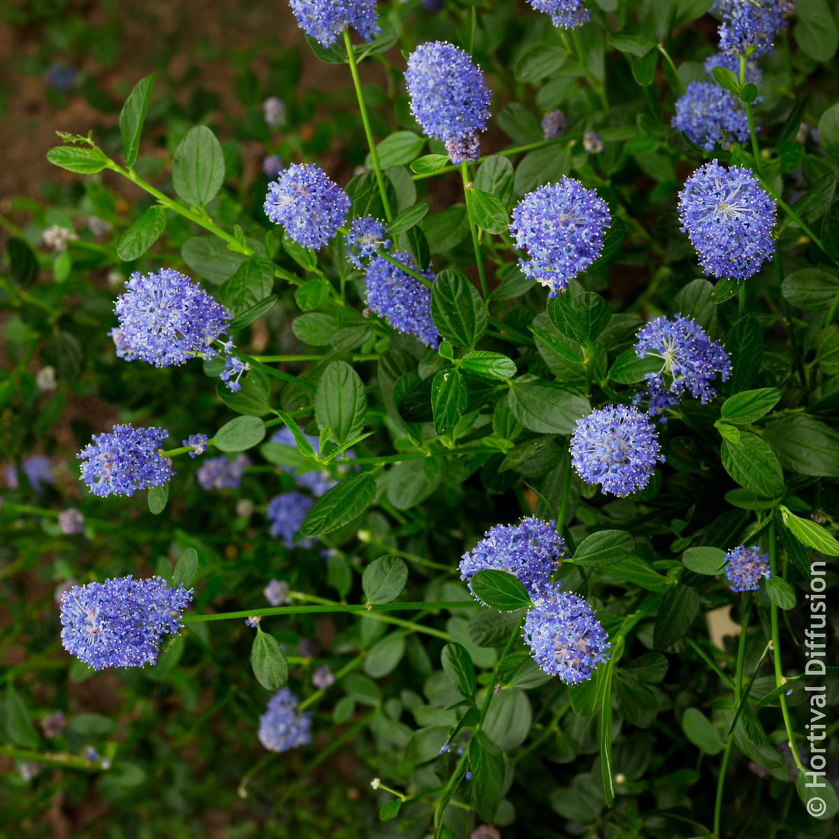Céanothe - Céanothe Skylark - Ceanothus thyrsiflorus Skylark