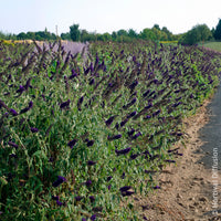 Vente Arbre à papillons Black Knight