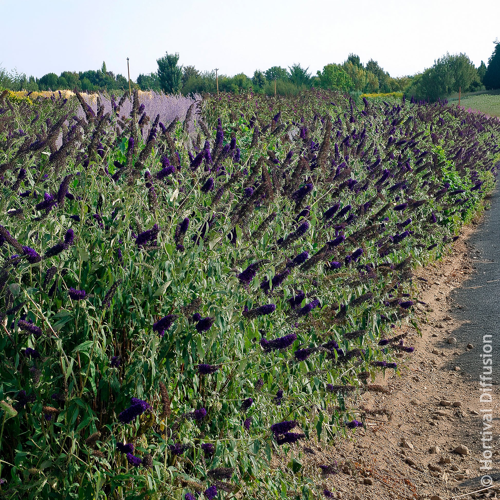 Vente Arbre à papillons Black Knight