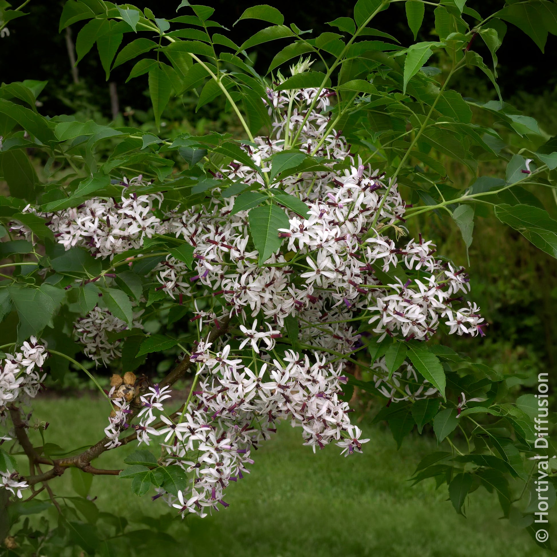 Margousier - Lilas de Perse - Arbres fleuris - Bakker