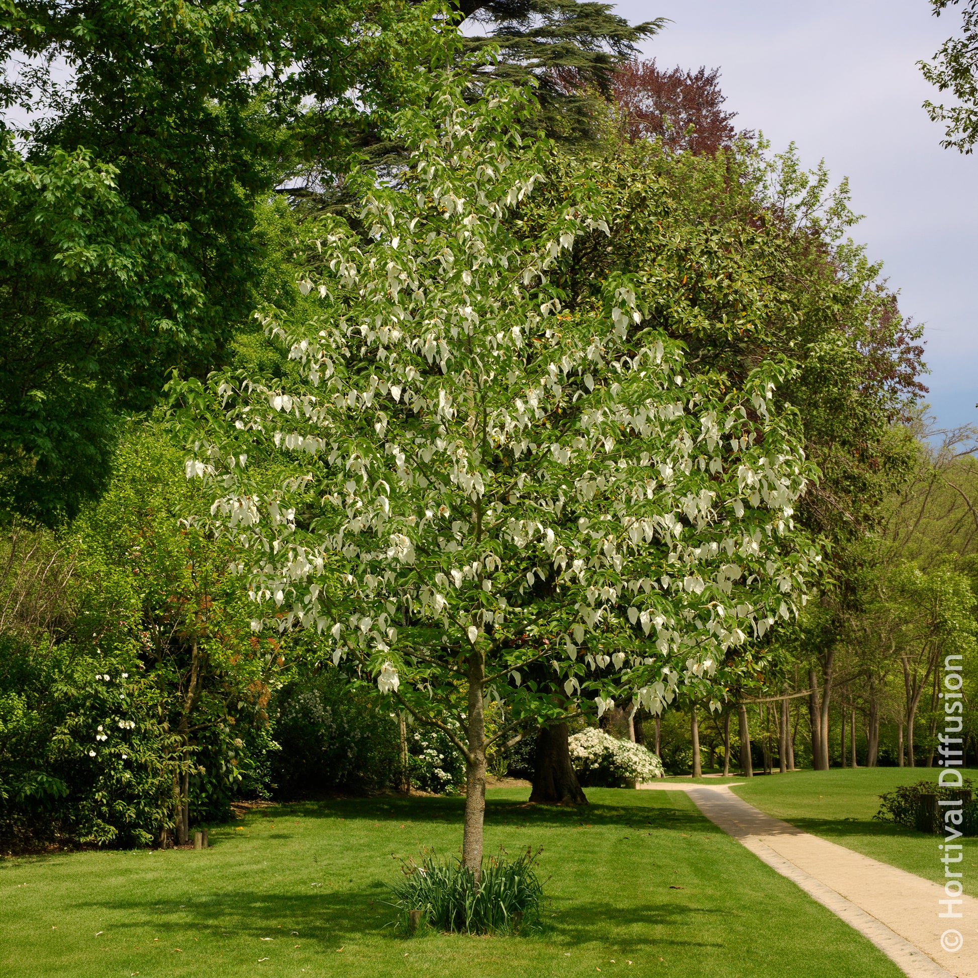 Vente Arbre aux mouchoirs