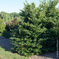 Distylium Fe Linebacker - Distylium Linebacker - Arbustes de haie