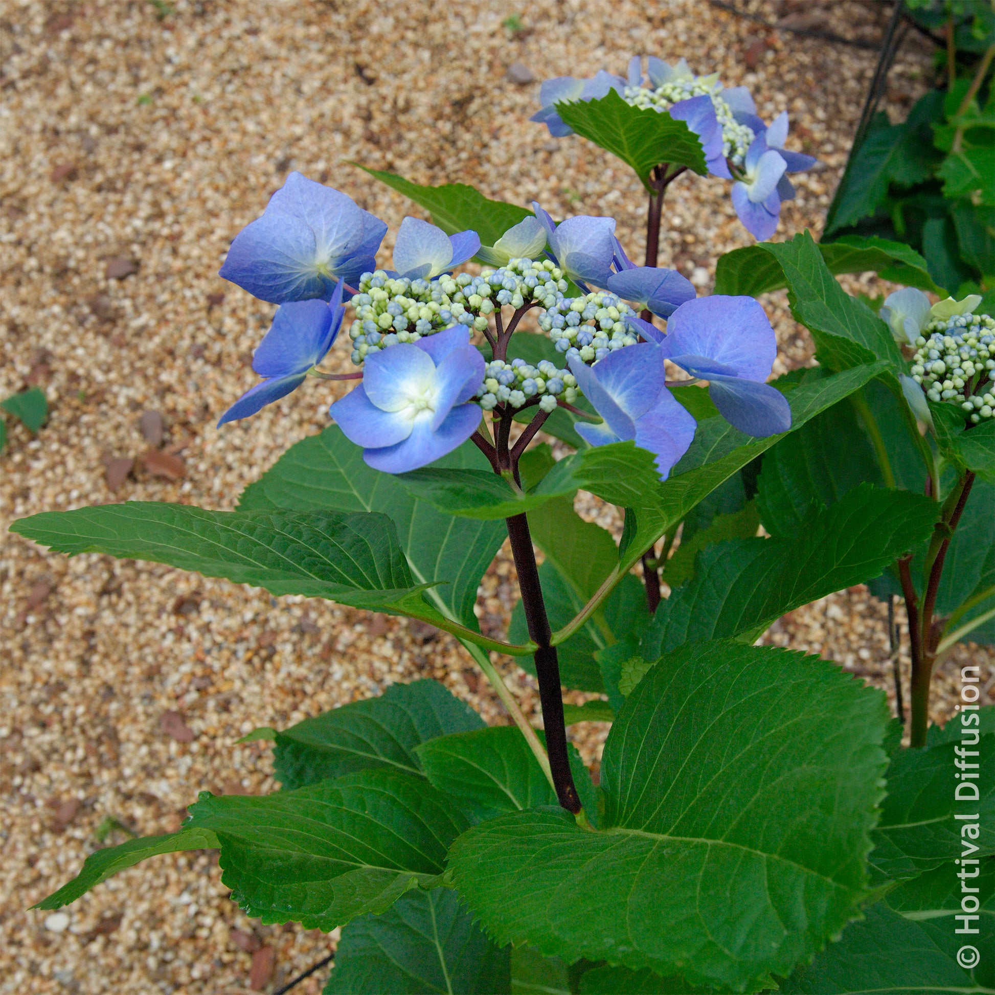 Hydrangea Zorro - Hortensia Zorro Bleu - Hortensia
