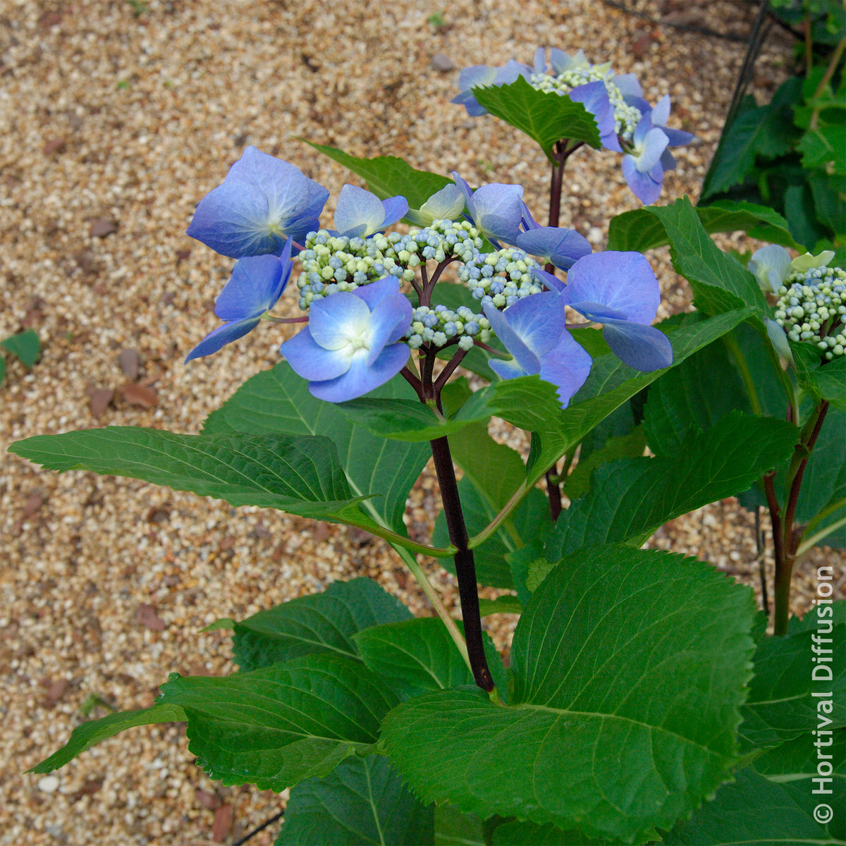 Hydrangea Zorro - Hortensia Zorro Bleu - Hortensia