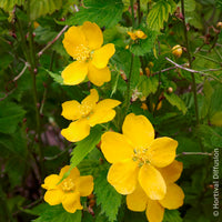 Vente Kerria japonica Golden Guinea - Corête du Japon Golden Guinea