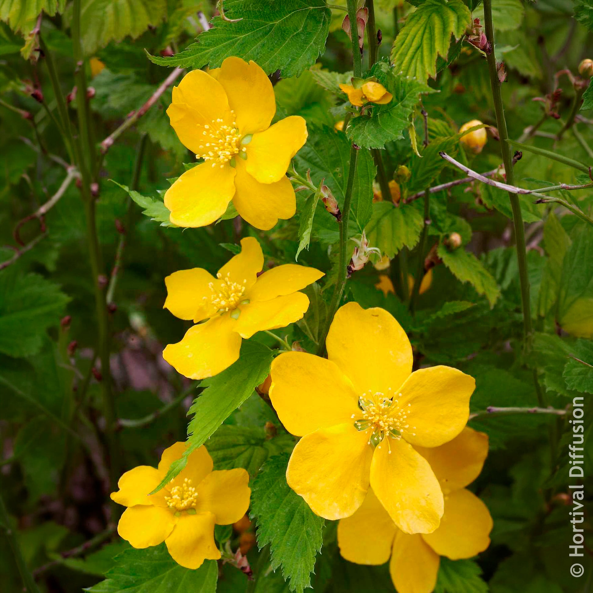 Vente Kerria japonica Golden Guinea - Corête du Japon Golden Guinea