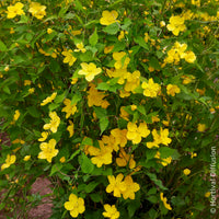 Vente Arbustes fleuris - Corête du Japon Golden Guinea