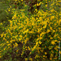 Corête du Japon Golden Guinea - Arbustes fleuris - Bakker