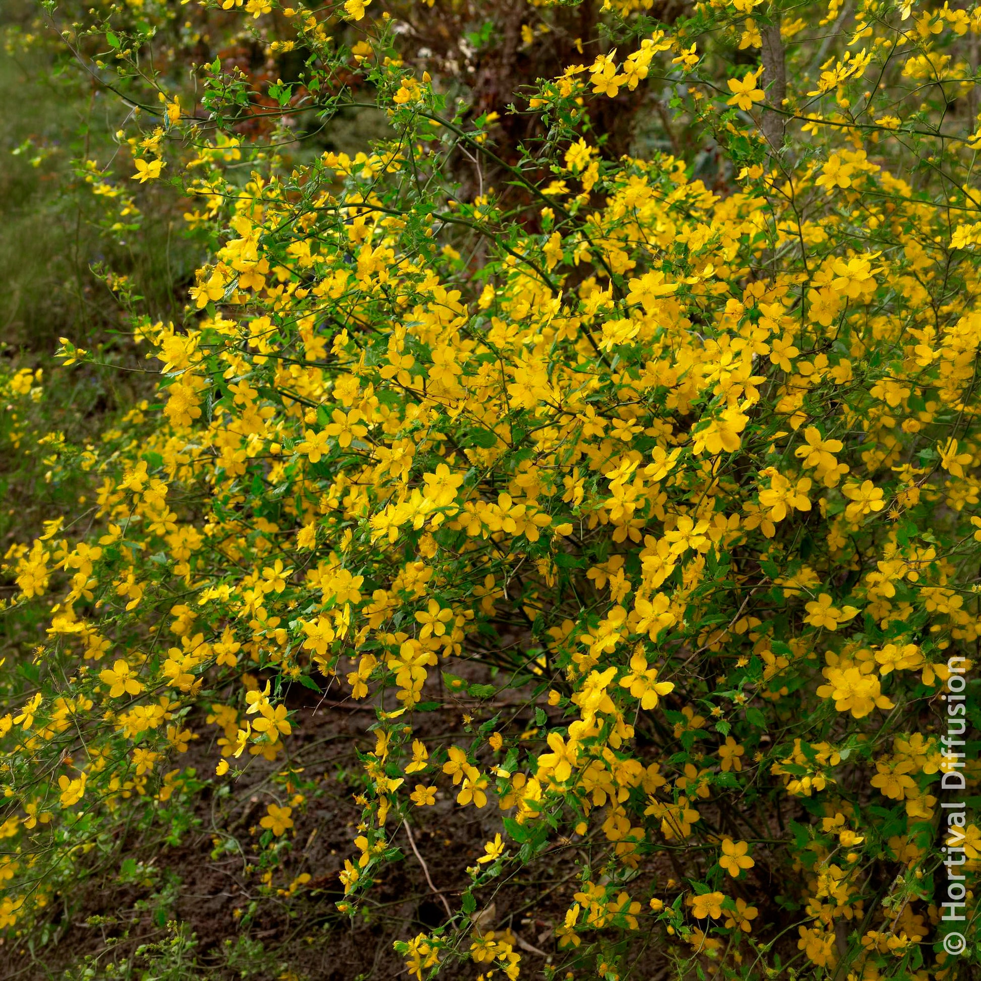 Corête du Japon Golden Guinea - Arbustes fleuris - Bakker