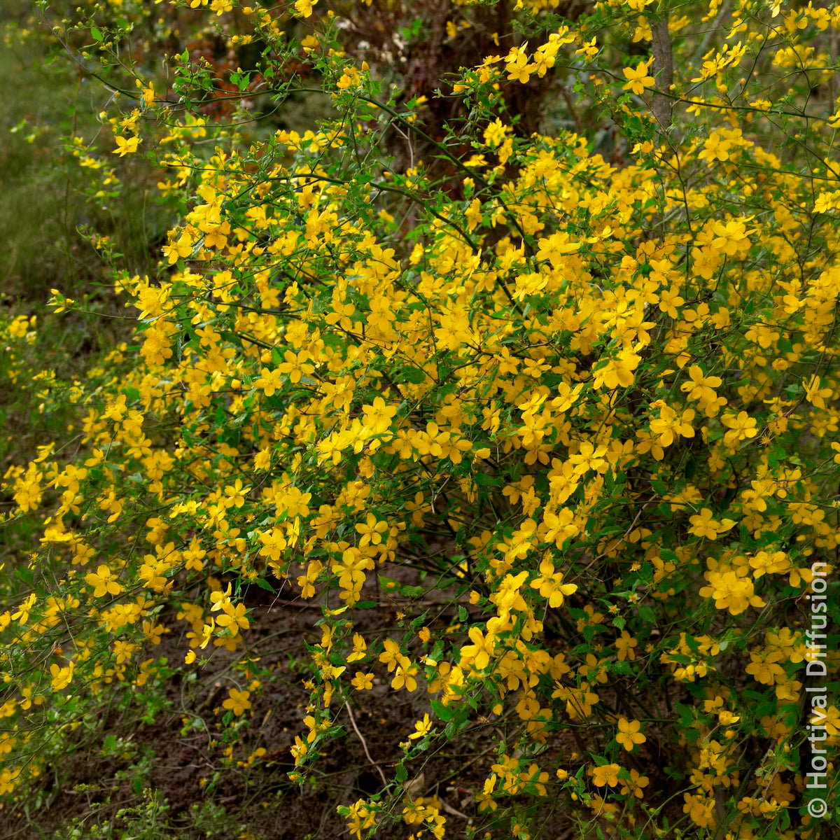 Corête du Japon Golden Guinea - Arbustes fleuris - Bakker