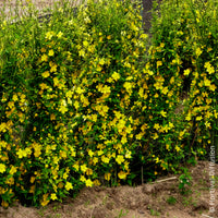 Vente Corête du Japon Golden Guinea