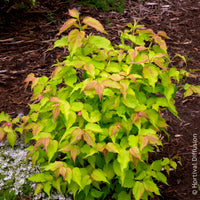Vente Arbustes fleuris - Arbre aux faisans Golden Lanterns