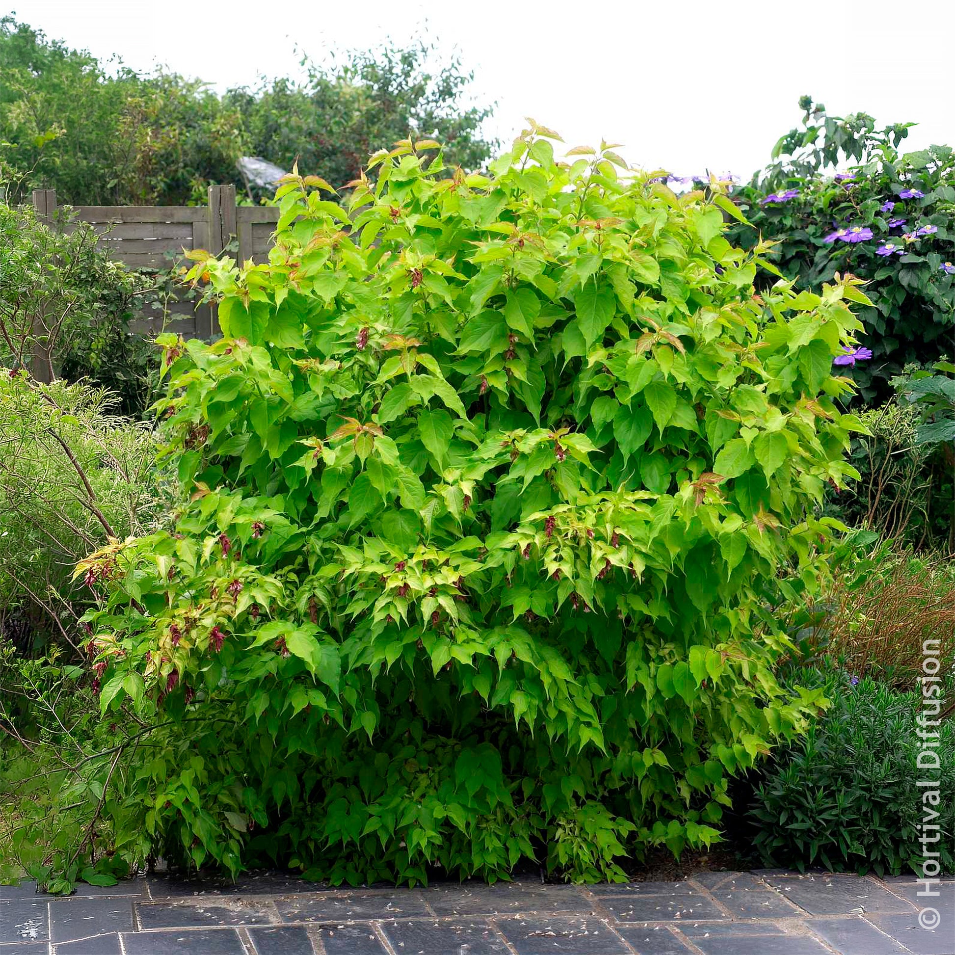 Vente Arbre aux faisans Golden Lanterns