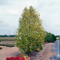 Arbres fleuris - Tulipier de Virginie panaché - Liriodendron tulipifera Aureomarginata