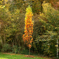 Liriodendron tulipifera Fastigiatum - Tulipier de Virginie Fastigiatum - Arbres fleuris